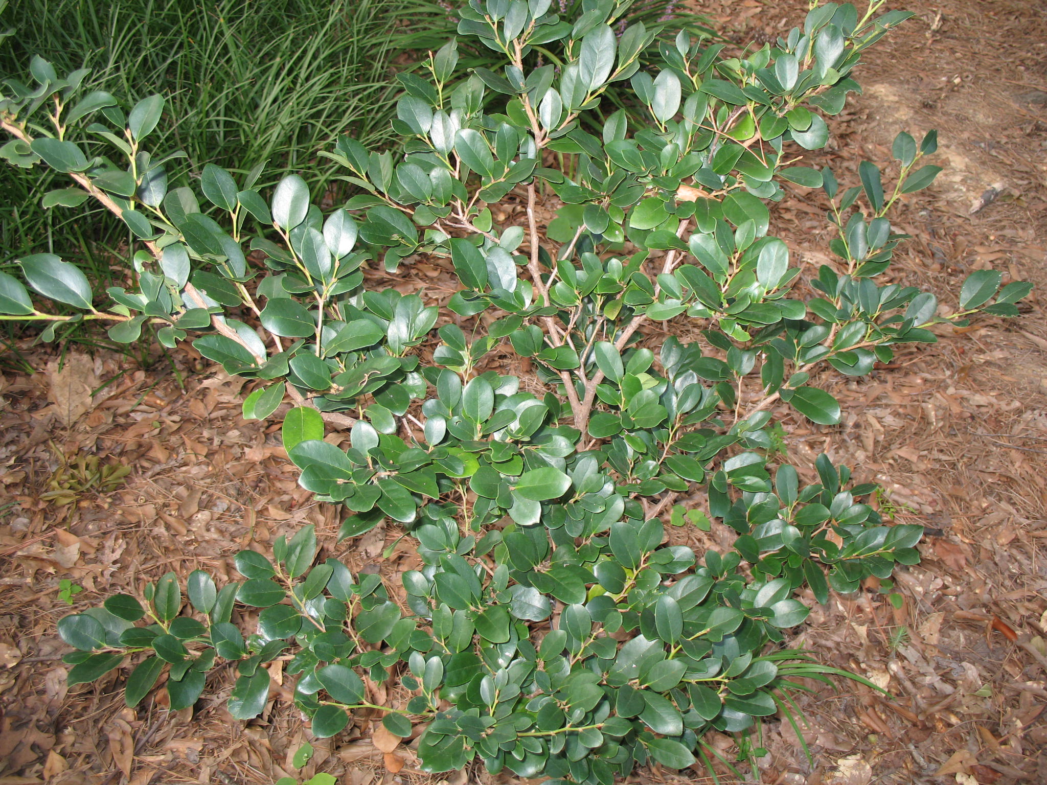 Online Plant Guide Distylium racemosum / Isu Tree